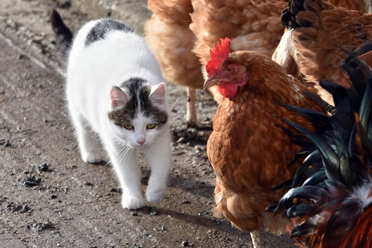 Tương lai cúm gia cầm: Không phải từ gia cầm, mà là từ mèo?