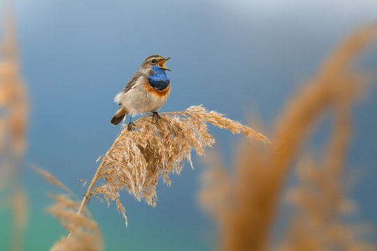 Lắng nghe tiếng chim hót có thể làm dịu não bộ chúng ta