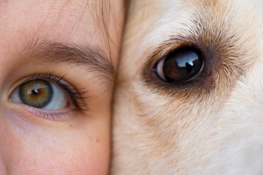 Khoa học xác nhận: Chủ và chó có xu hướng giống nhau!