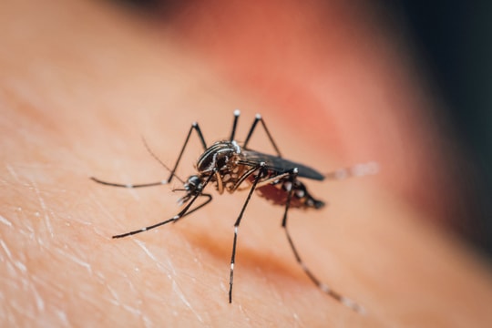 Sốt xuất huyết gia tăng tại TPHCM