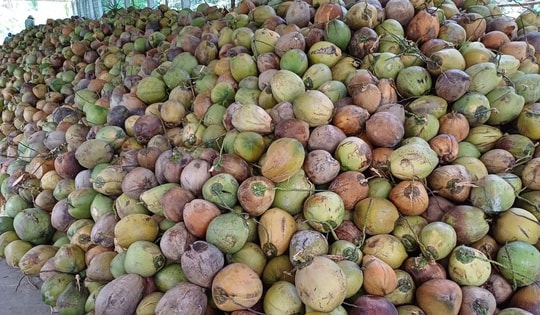 Vì sao Việt Nam ồ ạt nhập khẩu dừa?