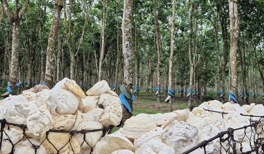 Lợi nhuận VRG tăng 31,5%, đạt hơn 2.500 tỉ đồng