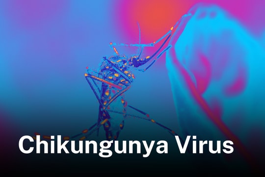WHO: 5,6 tỷ người ở 119 quốc gia có nguy cơ nhiễm virus Chikungunya