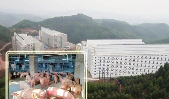 Bộ Nông nghiệp và Môi trường trình Chính phủ mô hình "xây chung cư nuôi heo"