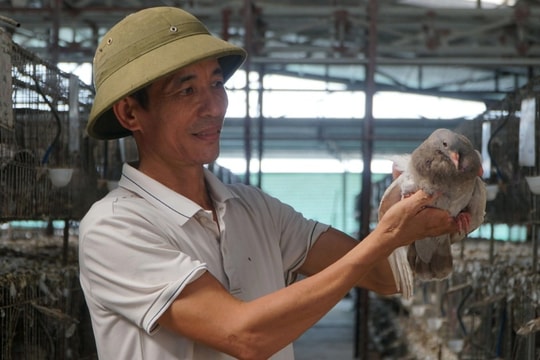 Ngã rẽ nghề nghiệp giúp người đàn ông kiếm 100 triệu đồng/tháng ở quê