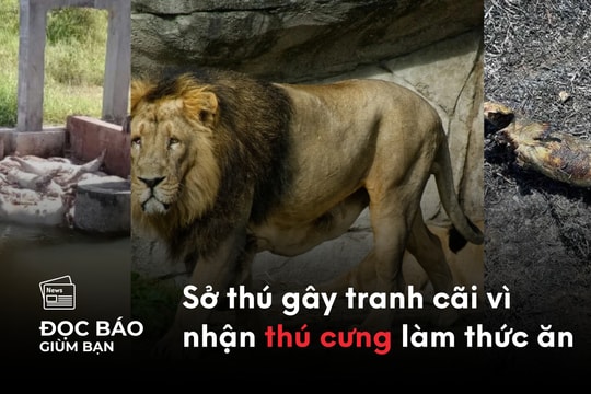 6/8/2025 | Vì sao dịch tả heo châu Phi 'quá nhanh, quá nguy hiểm'? Sở thú Đan Mạch gây tranh cãi vì nhận thú cưng làm thức ăn