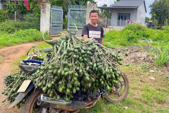 Cây trồng chơi chơi mang lại thu nhập hàng trăm triệu đồng cho nông dân