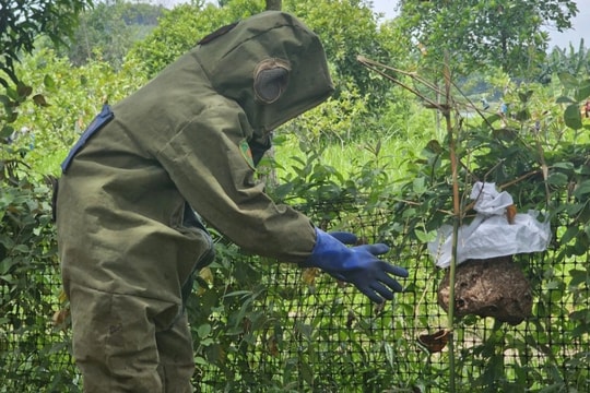 Từ phát hiện tình cờ, người đàn ông quyết định đến với nghề nuôi ong dữ