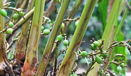 Loại hạt đắt đỏ bậc nhất thế giới, 2 triệu đồng/kg, ở Việt Nam trồng bạt ngàn