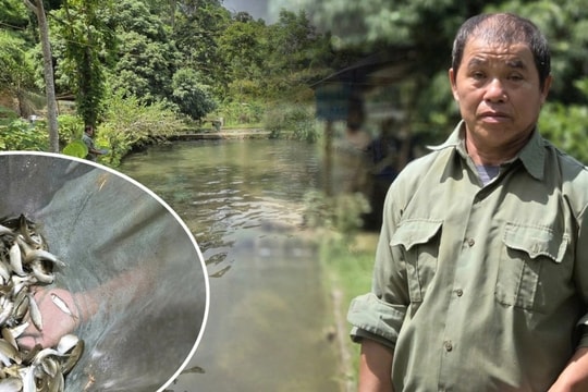 Lão nông chỉ học hết lớp 3, thành đại gia nhờ nhân giống loài cá đặc sản
