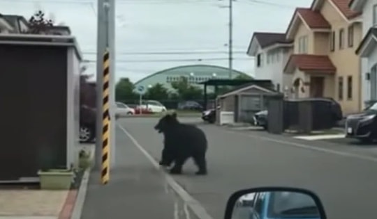 Sự thật hãi hùng phía sau cái chết của cụ ông 91 tuổi được cho là do gấu tấn công