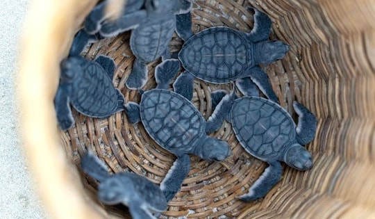 Xem rùa biển đẻ trứng và thả rùa con về biển tại Côn Đảo