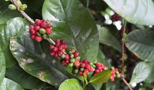 Giá cà phê hôm nay 20-8: Tăng như vũ bão, Chủ tịch VICOFA nói gì?