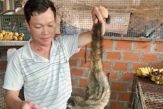 Cử nhân bỏ việc phòng lạnh về quê nuôi chồn, "bỏ túi" trăm triệu mỗi năm