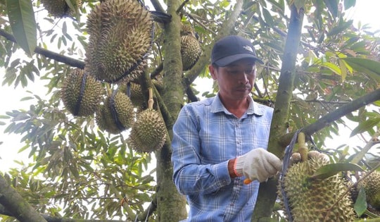 Phập phồng mùa thu hoạch sầu riêng