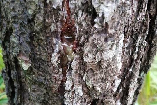 Phát hiện diện tích lớn rừng thông phòng hộ bị phá hoại