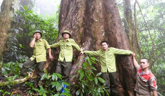 Ba "cụ cây" hơn 500 năm tuổi nhiều người ôm không xuể ở Pù Luông