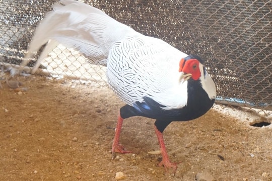 Người đàn ông nuôi động vật hoang dã, được Chủ tịch nước tặng huân chương