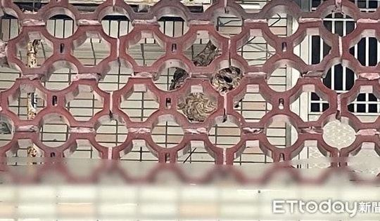 Dọn dẹp ban công, người phụ nữ bị "sinh vật lạ" tấn công phải nhập viện