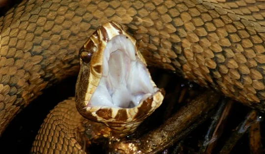 Nuốt mật rắn bồi bổ, người đàn ông suýt ngất xỉu khi nghe thông báo có con vật "lạ" dài 18cm trong não