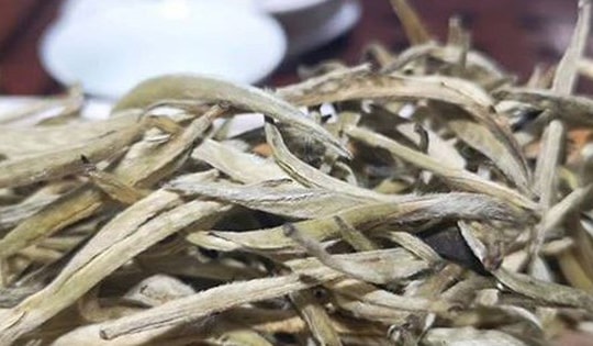 Đặc sản đắt đỏ bậc nhất Việt Nam, giá 680 triệu đồng/kg, ít người biết