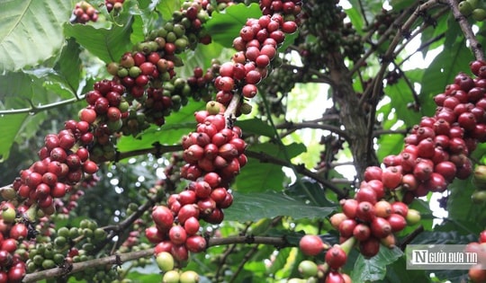 Cà phê giữ vị trí dẫn đầu trong nhóm nông sản xuất khẩu