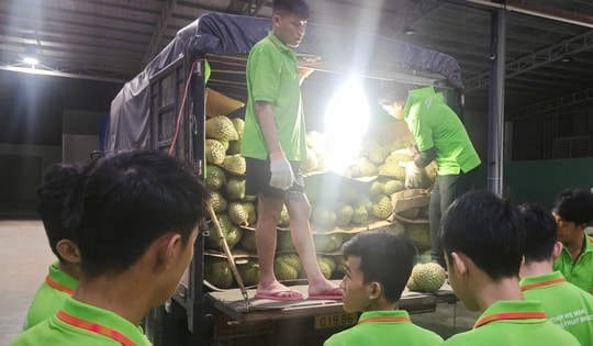 Các vựa sầu riêng thu mua xuyên lễ 2-9