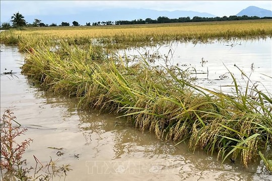 Lâm Đồng: Khẩn trương khắc phục hậu quả do mưa lũ trong kỳ nghỉ lễ