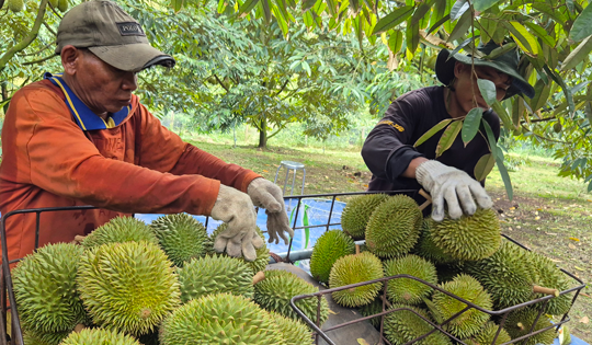 Sầu riêng tăng giá, xuất khẩu rau quả hồi phục