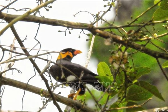 Khu bảo tồn thiên nhiên Đakrông bổ sung 9 loài chim nhờ bẫy ảnh