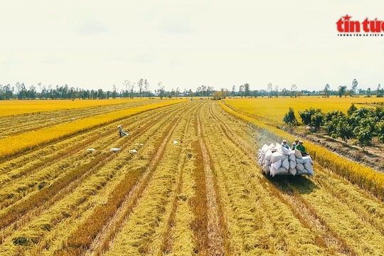 Giá lúa Hè Thu tại Đồng bằng sông Cửu Long giảm mạnh