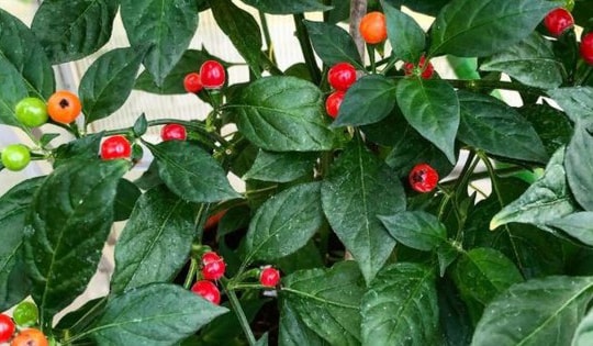 Loại quả đắt đỏ bậc nhất thế giới, 900 triệu đồng/kg, ở Việt Nam có người trồng thành công