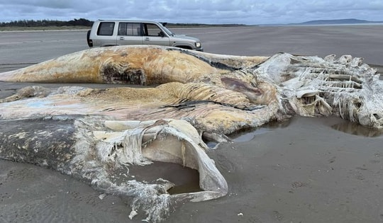 Sinh vật khổng lồ bí ẩn dạt vào bãi biển, gây chấn động