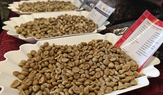 Giá cà phê hôm nay 4-9: Tăng lại, Mexico tăng nhập cà phê Việt 90 lần!