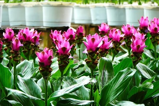 Làng hoa Sa Đéc bước vào vụ sản xuất chuẩn bị cho lễ, Tết