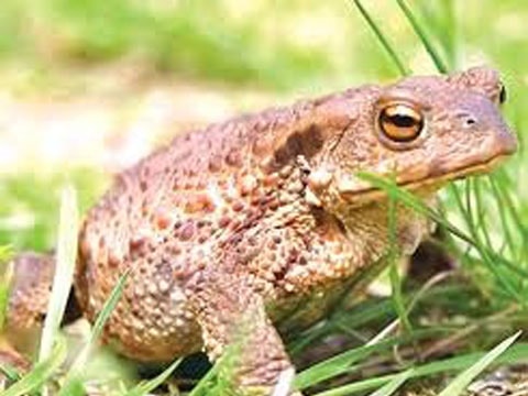 Tuyên truyền phòng, chống ngộ độc thực phẩm từ thịt cóc