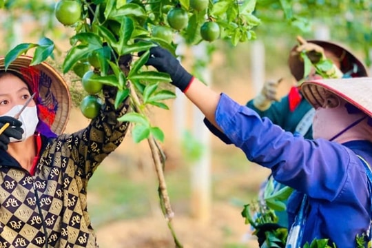 Điện Biên đặt mục tiêu giảm tỷ lệ hộ nghèo còn 18,9%