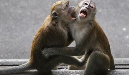 Đang ngủ trong nhà, trẻ sơ sinh bị khỉ tấn công tử vong