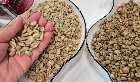 Giá cà phê hôm nay 5-9: Lại giảm nhưng yếu tố đẩy giá vẫn còn