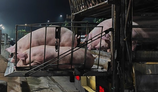 Giá heo hơi nhích tăng, chợ buôn hết lo ế