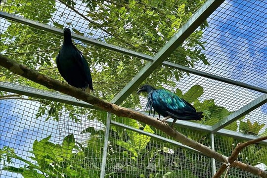 Vườn quốc gia Côn Đảo tiếp nhận 5 con chim bồ câu Nicoba quý hiếm