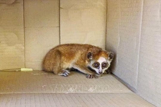 Người dân giao nộp một con Cu li nhỏ nằm trong Sách đỏ