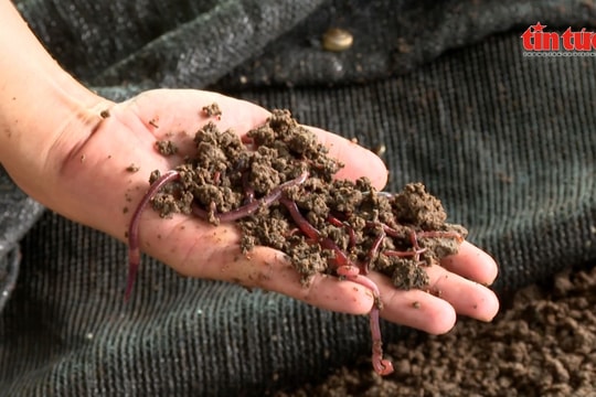 Xu hướng xanh ‘biến’ bùn thải thành phân bón giúp doanh nghiệp hái ra tiền