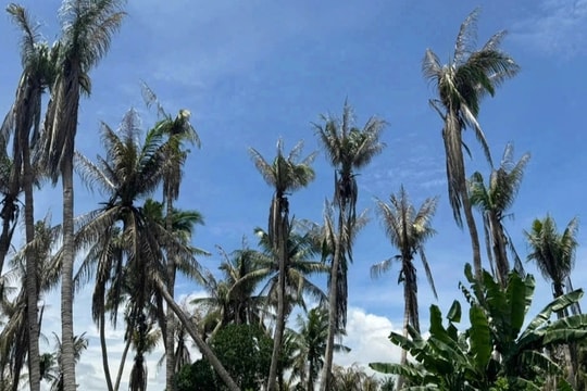 “Thủ phạm” khiến hơn 2.250 cây dừa bị cháy lá, suy kiệt
