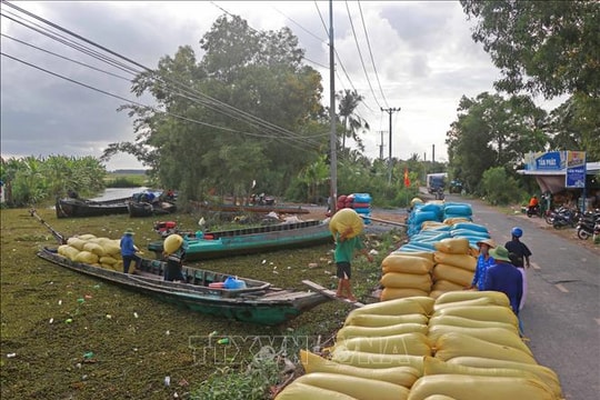 Cà Mau hỗ trợ nông dân tiêu thụ vụ lúa Hè Thu