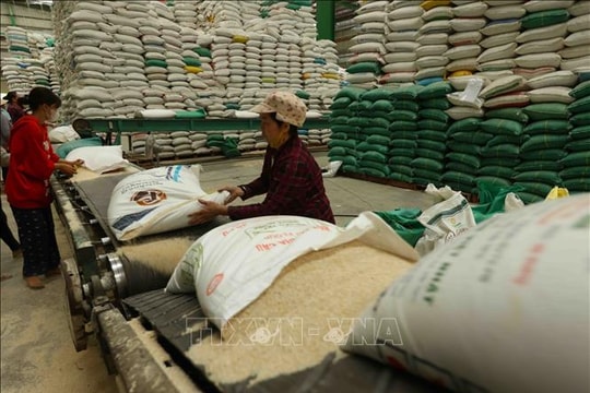 Thị trường nông sản: Giá lúa gạo đồng loạt tăng