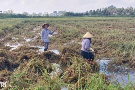 Nông dân mất trắng vụ lúa vì bão số 5