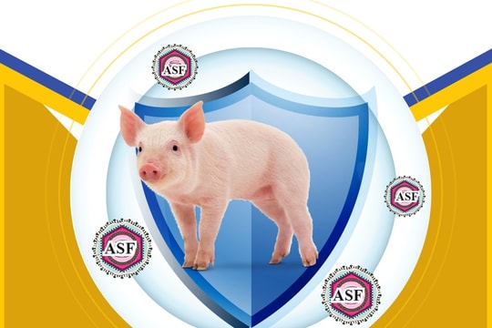 Xuất khẩu thêm 340.000 liều vaccine dịch tả lợn châu Phi sang Philippines