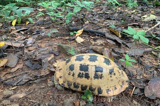 Thả Rùa núi vàng quý hiếm về môi trường tự nhiên