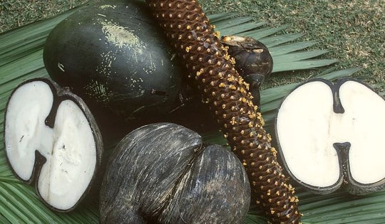 Loại hạt khổng lồ đắt đỏ bậc nhất thế giới, mỗi hạt giá 71 triệu đồng